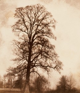 Talbot the great elm at lacock 1843-45